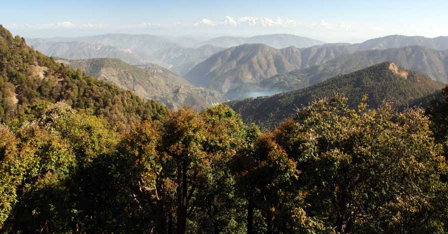 a forest and mountain view of nainital
